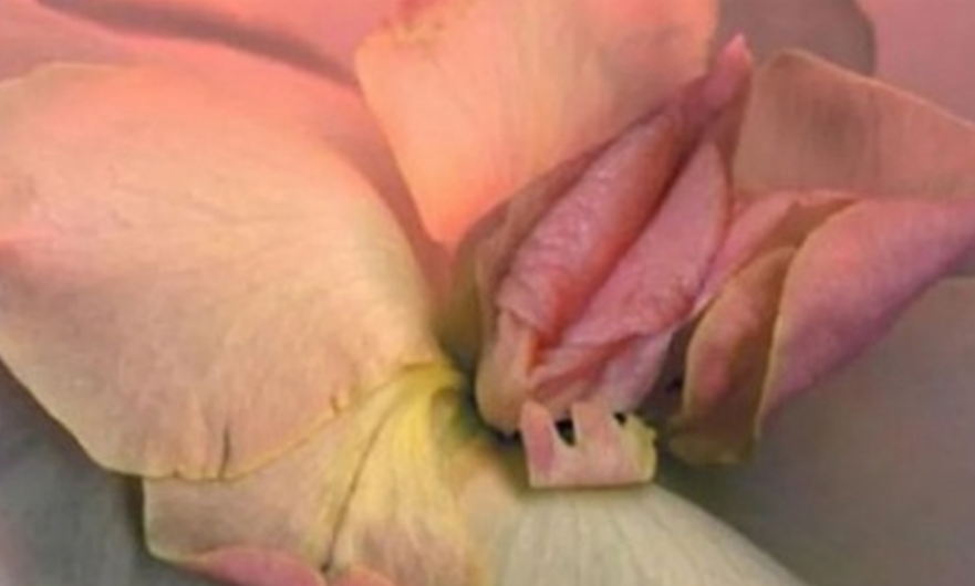 女性阴部真实照片：健康女人真实完美阴道及处女膜解剖学