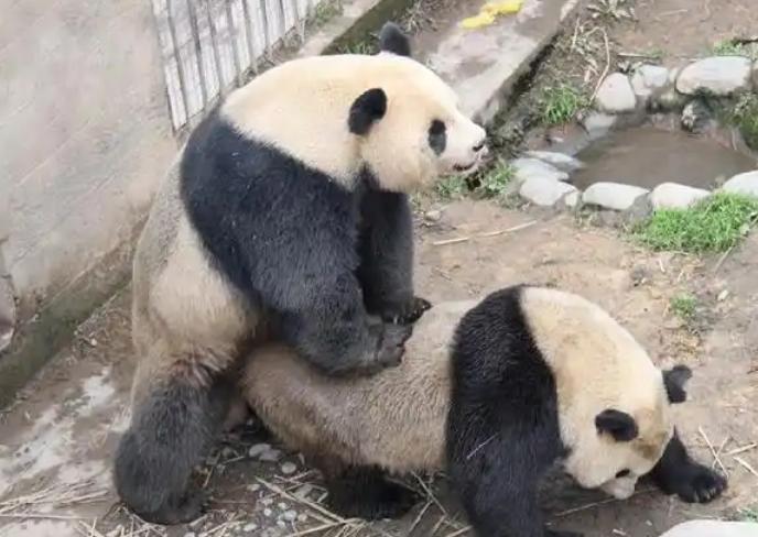 大熊猫交配
