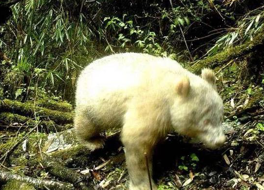 神农架动物白化现象未解之谜