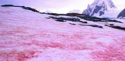 珠穆朗玛峰红雪之谜：大自然鬼斧神工的杰作