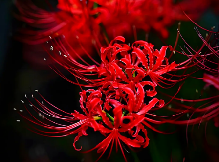 黄泉路上，彼岸花谜怎解轮回？