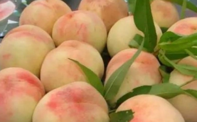 上海有哪些特产？