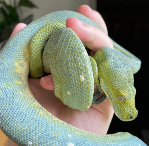 蓝化绿树蟒简介