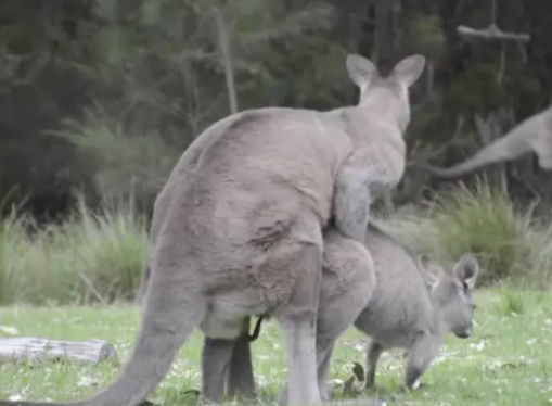 袋鼠的Y形阴茎可同时交配两次么？