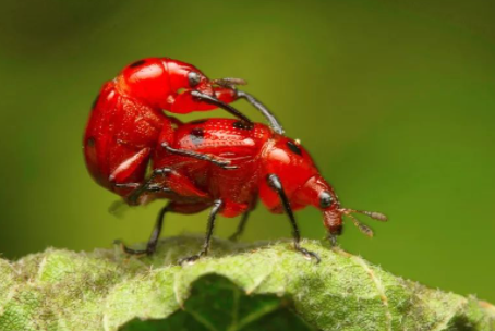为什么大多数动物交配都用后入式?