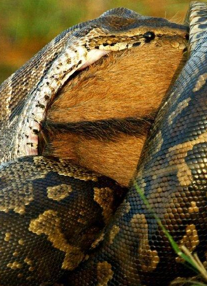 实拍非洲巨蟒蛇吞食斑羚全程