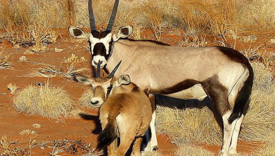 世界上交配时间最长的动物