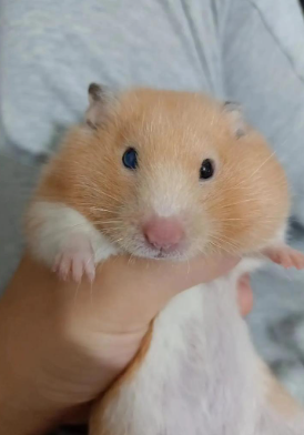 仓鼠死了怎么处理？仓鼠死后会怨恨主人吗？