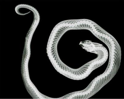 养蛇会有感情吗,蛇是冷血动物不会产生感情