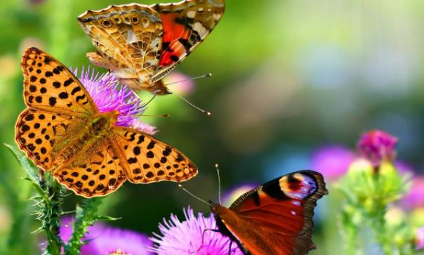 蛾子是蝴蝶吗？蝴蝶怎么飞舞？