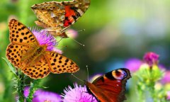 蛾子是蝴蝶吗？蝴蝶飞舞