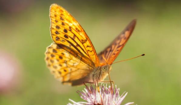 蛾子是蝴蝶吗？蝴蝶怎么飞舞？