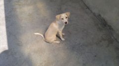 马蹄犬的学名叫什么，马蹄犬