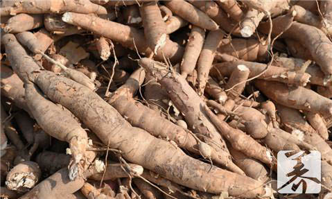 金缨子的功效与作用