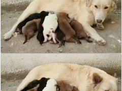 网调母狗，让母狗对公狗产生兴趣