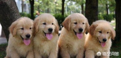 两岁金毛调皮怎么办？金毛二岁了还很调皮