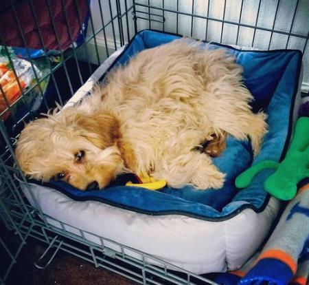 小狗晚上叫个不停怎么办 一个月的小狗晚上叫个不停怎么办