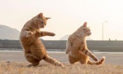 猫咪送走的禁忌猫咪送走的禁忌有哪些