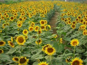 深圳周边自驾游好地方推荐，驴友亲身体验之旅，超实用。</p><p>