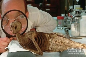 美人鱼是史前地球人类用基因改造的?