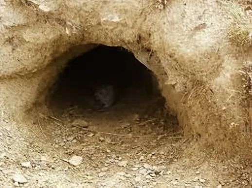 一亩地几百个洞：青藏高原的鼠害为何如此严重？