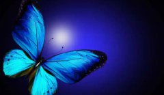 蝴蝶在花朵上干什么蝴蝶有毒吗？