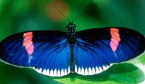 蝴蝶在花朵上干什么?蝴蝶有毒吗?