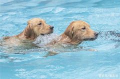 什么狗游泳最快什么狗天生会游泳