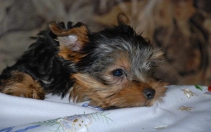 狗狗为什么在床上尿?狗狗在自己的床上尿尿1