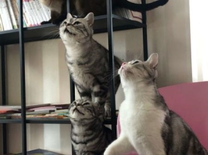 半夜猫叫有什么预兆 半夜猫叫有什么预兆风水