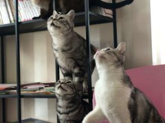 半夜猫叫预兆半夜猫叫预兆风水