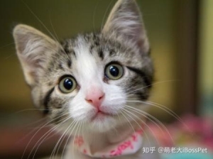 猫传腹的特效药 治疗猫传腹的特效药