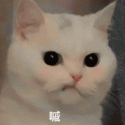 猫咪生气的10个征兆：猫咪生气表现