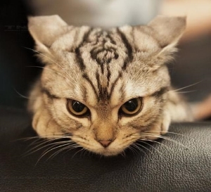 猫咪生气的10个征兆：猫咪生气有什么表现(5)