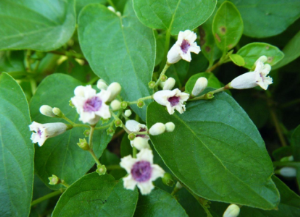 鸡屎藤的别名叫什么 鸡屎藤还叫什么 鸡屎藤的别名叫什么 鸡屎藤还叫什么