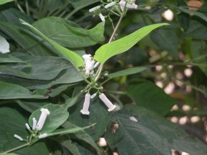 鸡屎藤的别名叫什么 鸡屎藤还叫什么 鸡屎藤的别名叫什么 鸡屎藤还叫什么