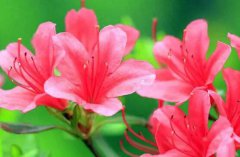 最奇特的海洋物种是什么?深海的角落奇特物种远超想象