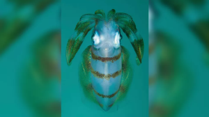 印度尼西亚的伦贝海峡,一只长相怪异却又十分可爱的长臂乌贼在水中游荡。</p><p>