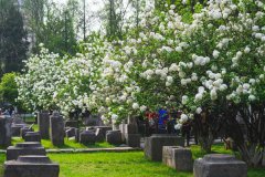 南京绣球花在哪里看五大最美观赏地