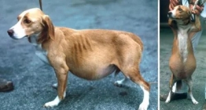 如何判断狗狗怀孕还是腹水 狗狗肚子变大不一定是怀孕2