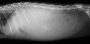 如何判断狗狗怀孕还是腹水 狗狗肚子变大不一定是怀孕4