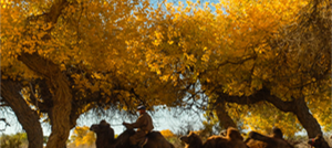 中国一生必去的50个景点