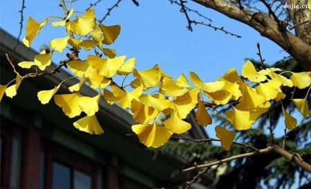 上海周边自驾游好去处推荐，上海自驾游攻略你想知道的全在这里！