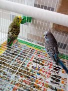 折衷鹦鹉世界上最优雅的鹦鹉品种鹦鹉种类中最受大众欢迎的