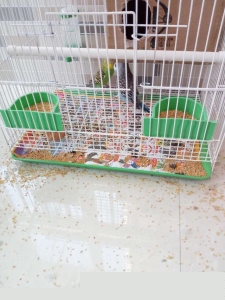 折衷鹦鹉世界上最优雅的鹦鹉品种 鹦鹉种类中最受大众欢迎的2