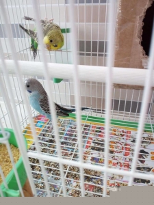 折衷鹦鹉世界上最优雅的鹦鹉品种 鹦鹉种类中最受大众欢迎的6