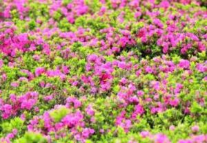 重庆杜鹃花海在哪里 看杜鹃花最美的地方推荐