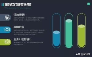 猫的肛门腺长期不挤会怎样 你家猫肛门腺那点事儿...挤(3)