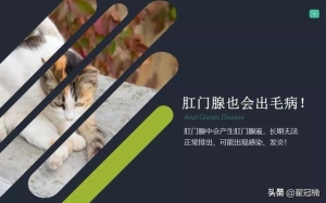 猫的肛门腺长期不挤会怎样 你家猫肛门腺那点事儿...挤(4)