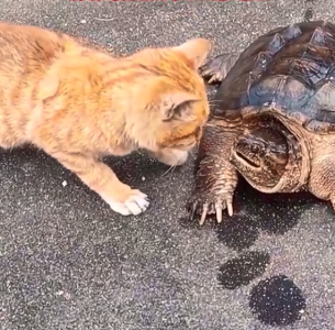 乌龟咬猫咪 被闪电躲开 网友神评：弹射的嘴不如瞬移的腿